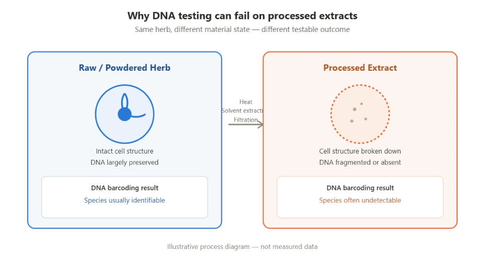 Diagram comparing raw herb material with intact DNA to processed herbal extract where heat, solvent extraction and filtration degrade or remove DNA, explaining reduced DNA barcoding accuracy